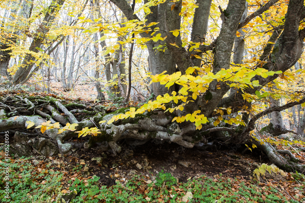 Obraz premium forest crimea