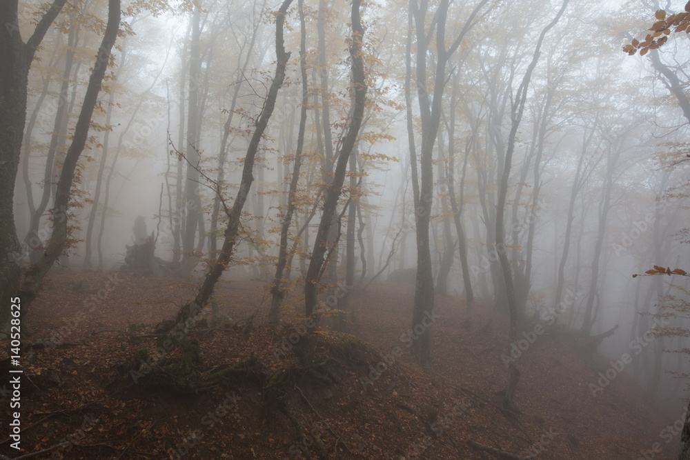 Obraz premium Crimea forest