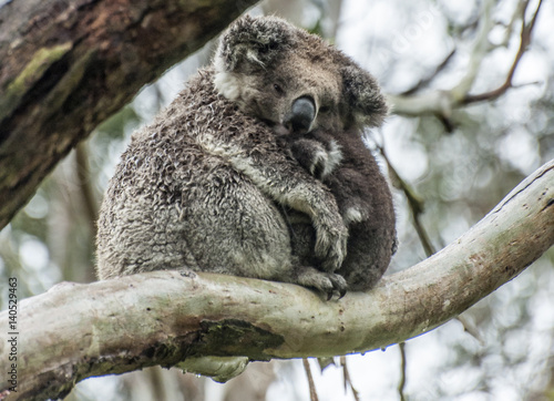 Fototapeta Naklejka Na Ścianę i Meble -  Koalas