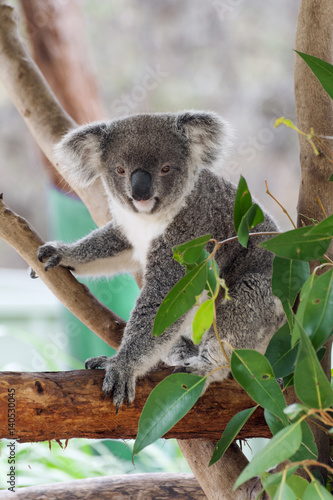 Photography Koala