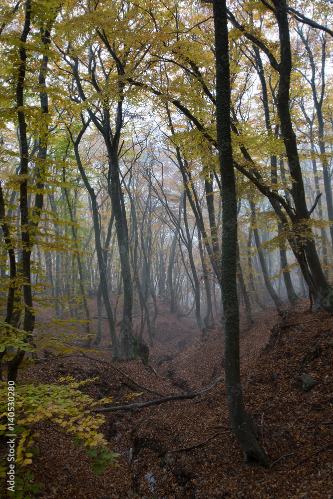 Crimea forest