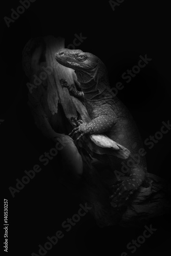 Crocodile Monitor (Varanous salvadori) on black background photo