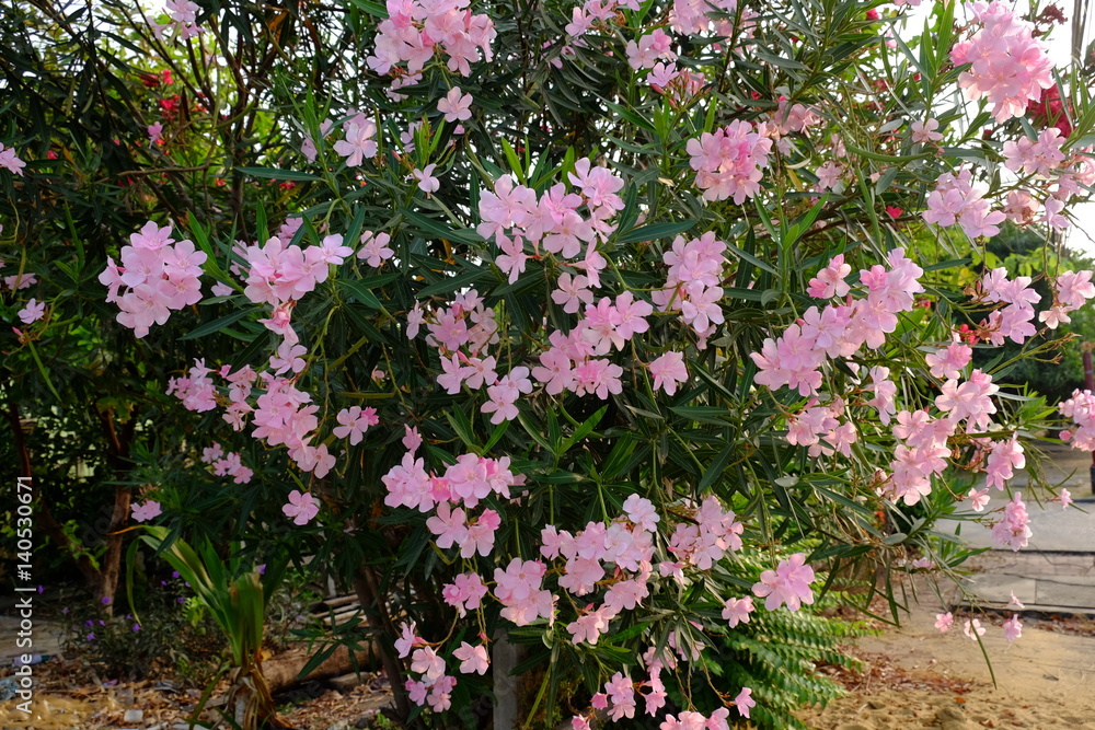 Narium, Oleander, 