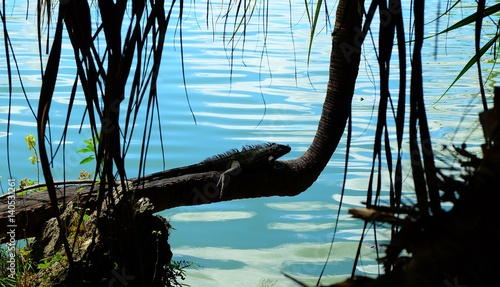 Iguana