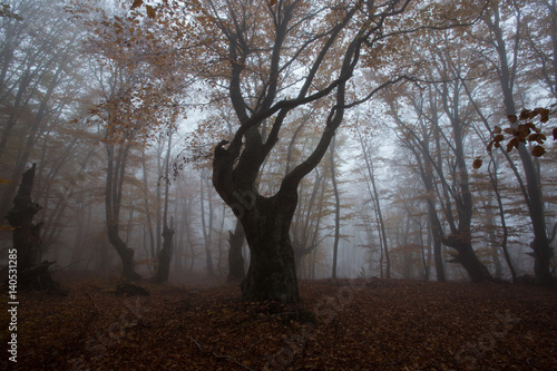 Crimea forest