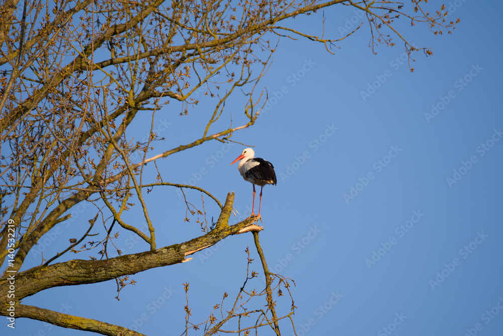 Stork and another bird on cottonwood tree Stork and another bird on cottonwood tree