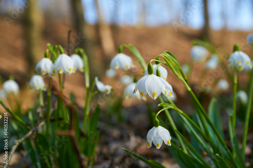 Spring snowdrops with background © Eike