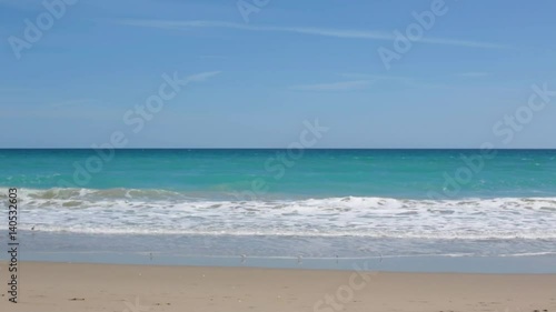 Shore birds running along ocean beach