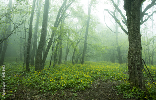 Forest in the fog