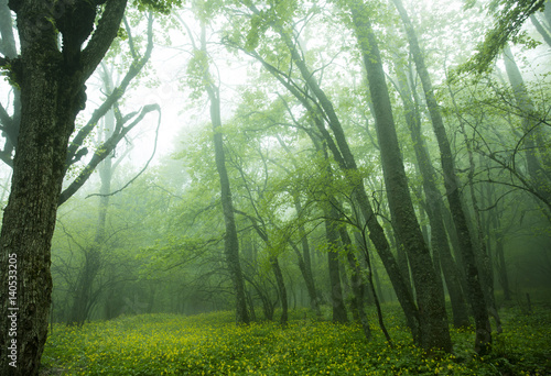 Fototapeta Naklejka Na Ścianę i Meble -  Forest in the fog