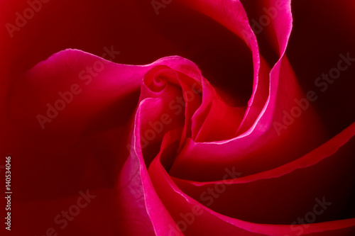 Abstract closeup of the spiraling pattern of ping rose petals