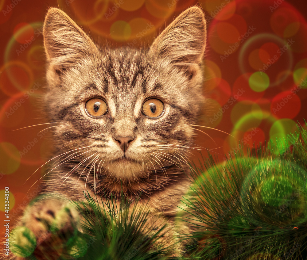 Surprised cat on the Christmas tree. Surprised cat on the Christmas tree.