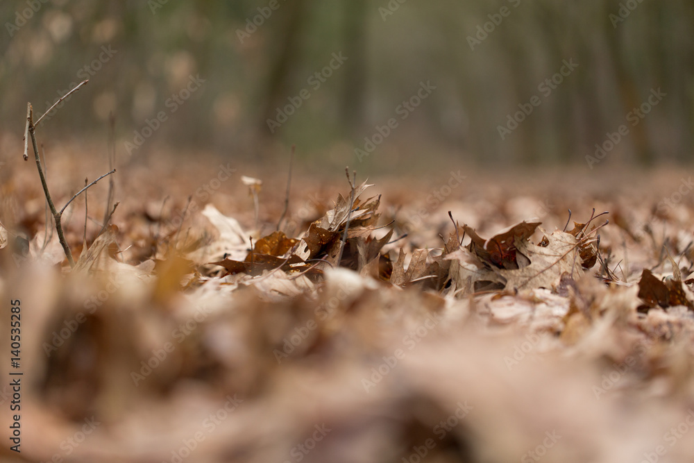 Leaves in the autumn forest Leaves in the autumn forest