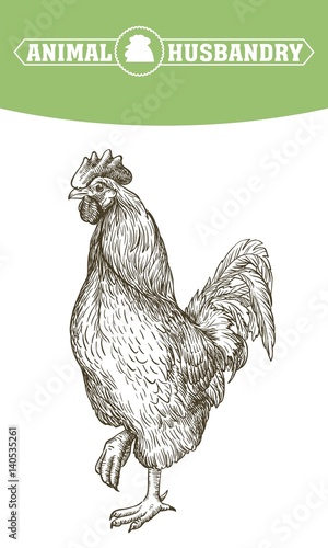 chicken breeding. animal husbandry. livestock