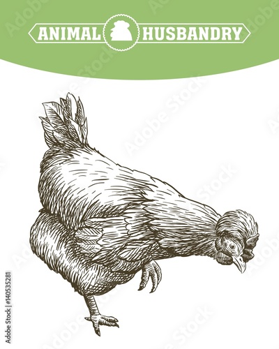 chicken breeding. animal husbandry. livestock