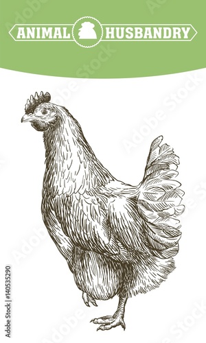 chicken breeding. animal husbandry. livestock