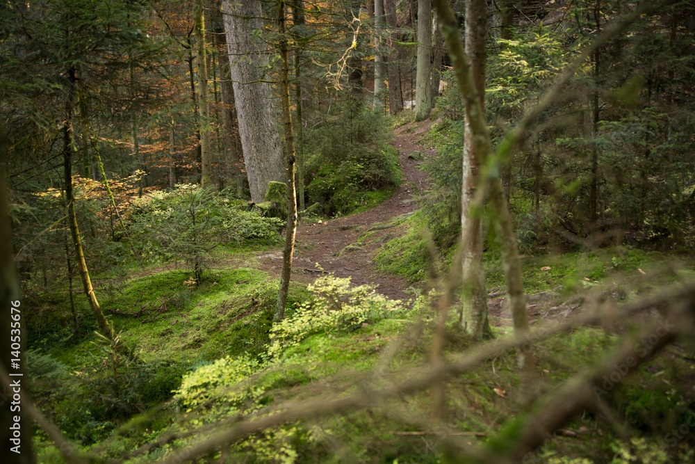 Fototapeta premium Wald