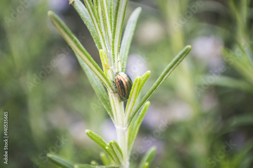 escarabajo