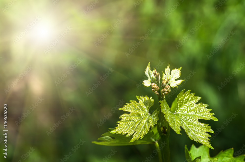 green grape leaves closeup, spring background