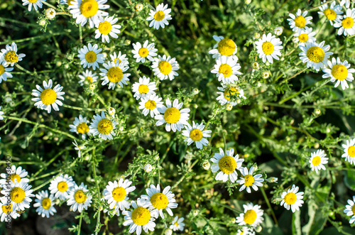 blossoming chamomile flower