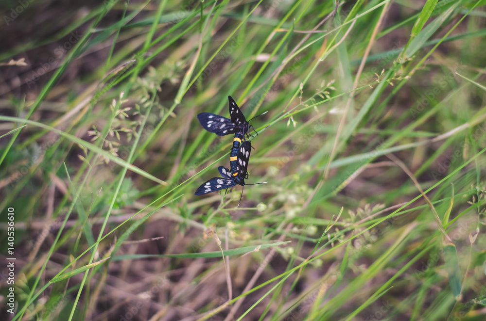 two butterflies two butterflies