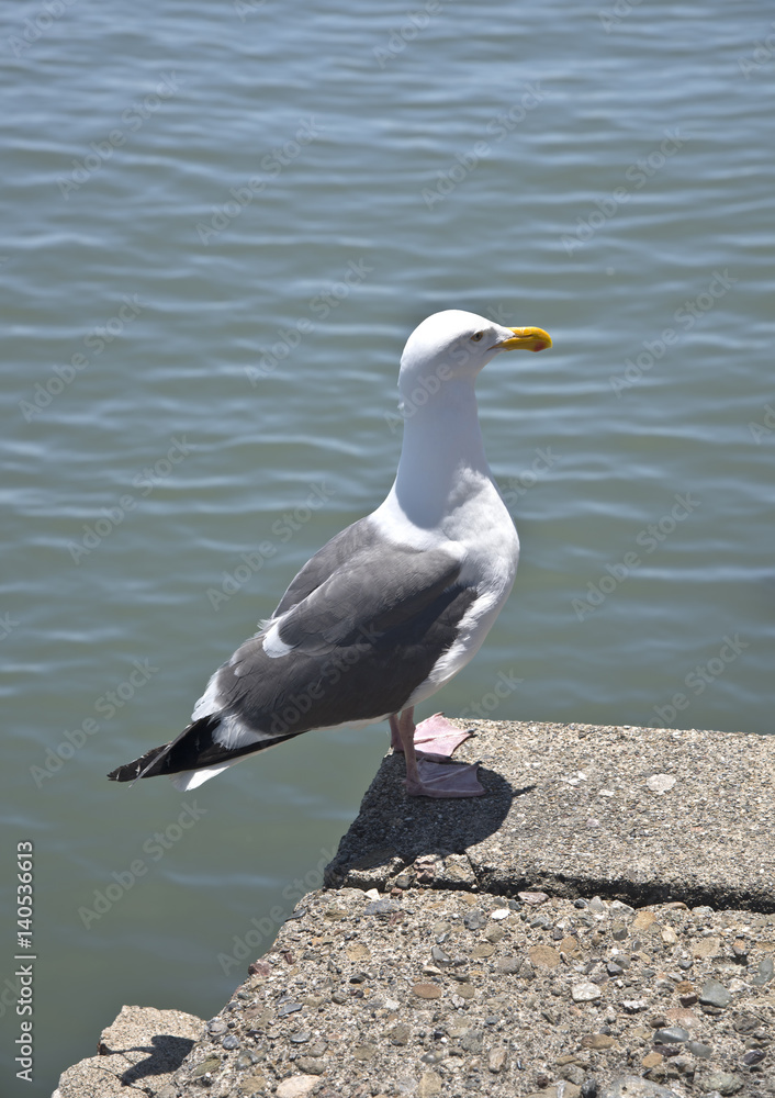 Fototapeta premium Seagull on a ledge in Sausalito California.