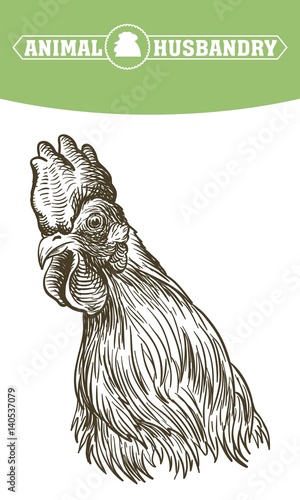 chicken breeding. animal husbandry. livestock