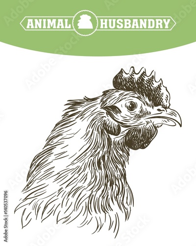 chicken breeding. animal husbandry. livestock