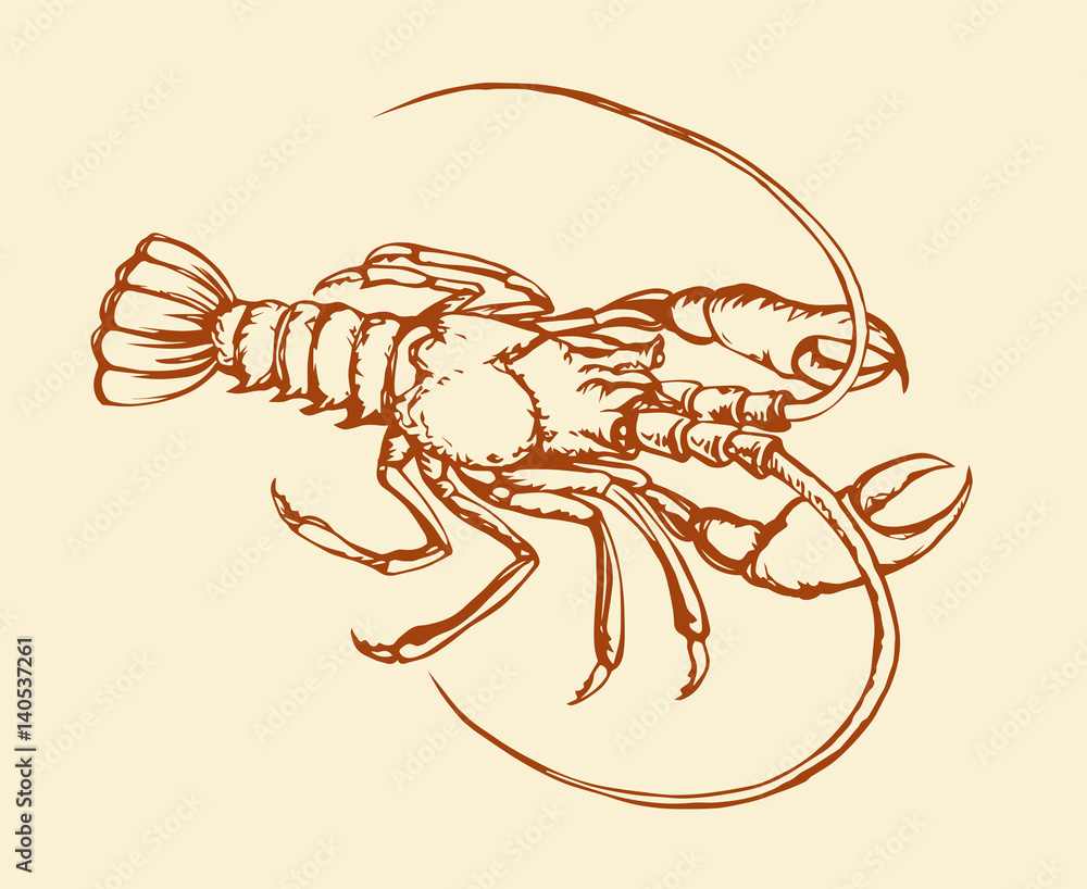 Obraz premium Crayfish. Vector drawing