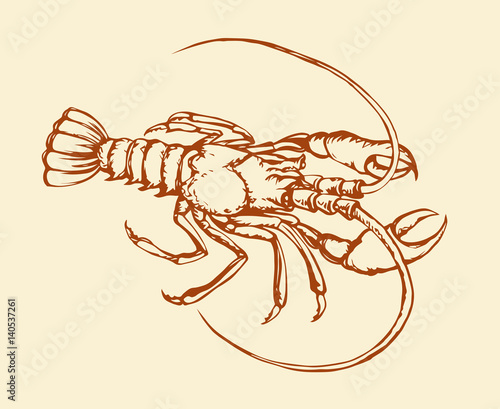 Crayfish. Vector drawing Stock 벡터 | Adobe Stock