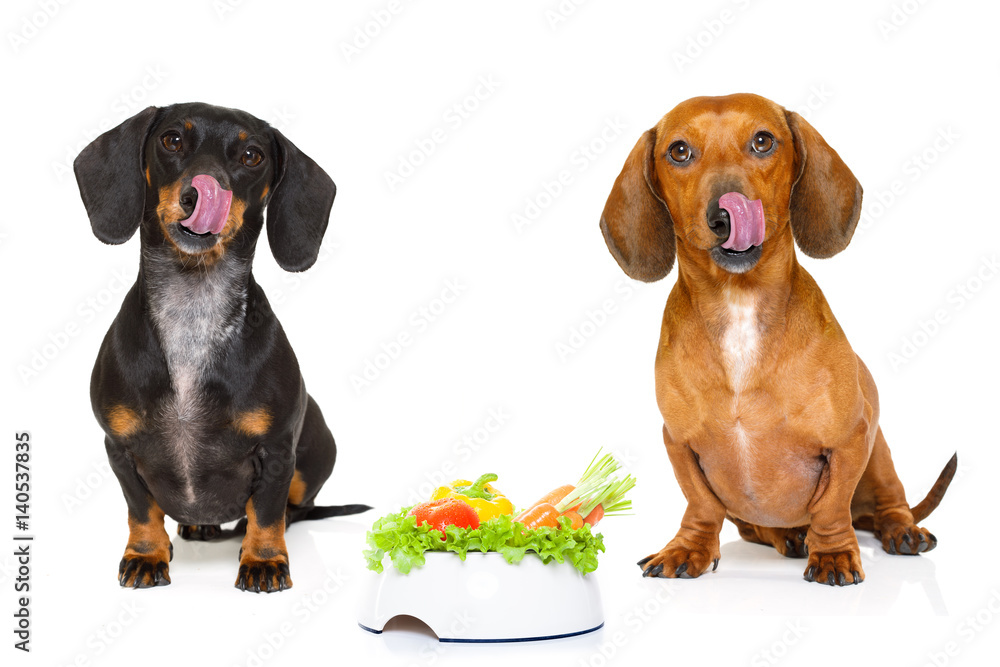 hungry sausage dachshund dogs