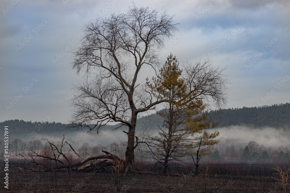 Leafless Tree in the Field on a Cloudy Foggy Morning Leafless Tree in the Field on a Cloudy Foggy Morning