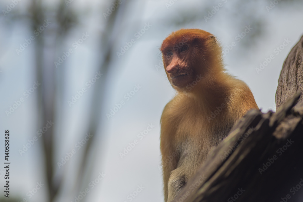Naklejka premium Female Proboscis monkey, Borneo
