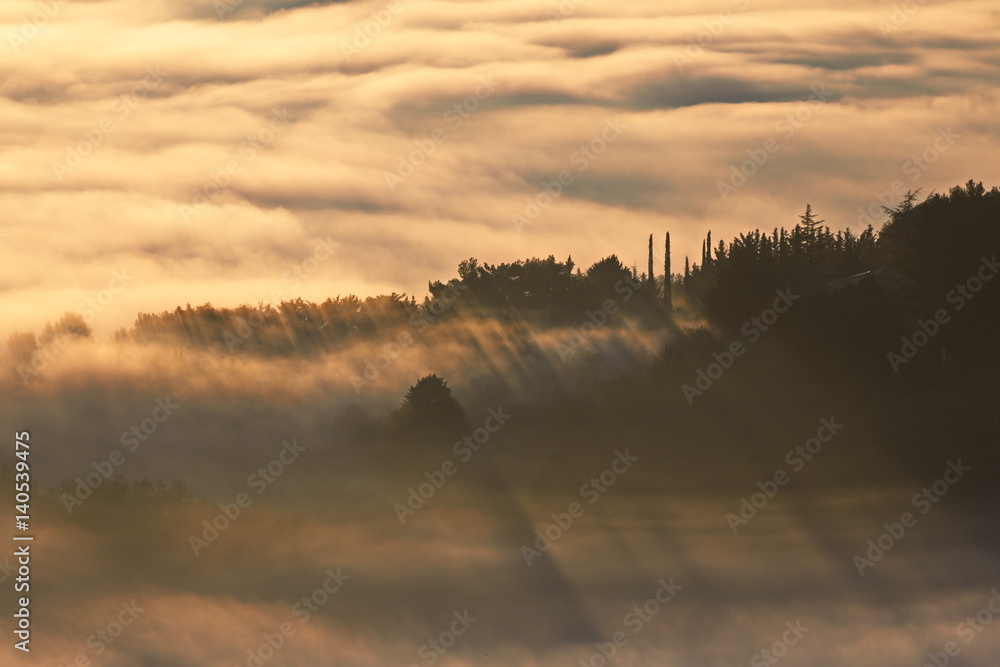 Sunrays creating shadows of trees on a sea of fog