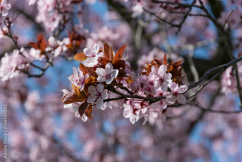 Fototapeta premium Rami di alberi fioriti popolati da api