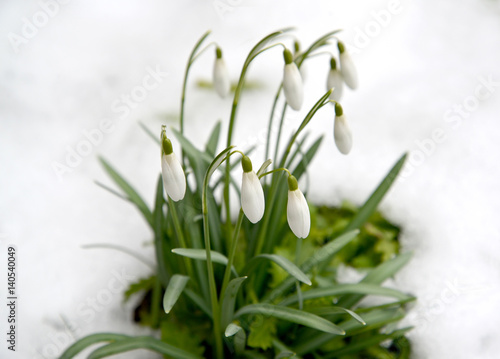 The blossoming snowdrop snow-white (Galanthus nivalis L.)