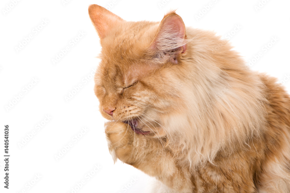 Katze schleckt sich die Pfote Stock Photo Adobe Stock