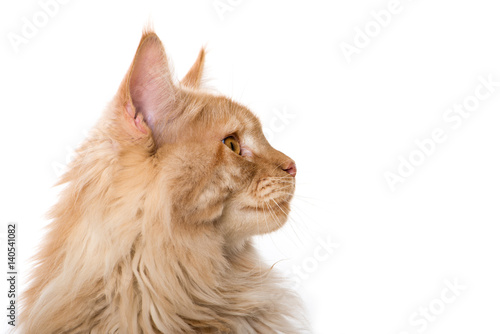 Fototapeta Naklejka Na Ścianę i Meble -  Maine Coon