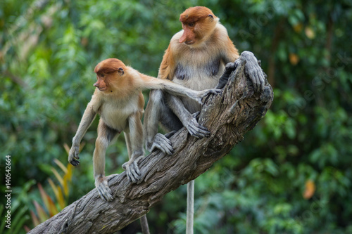 A mother proboscis monkey sits on a tree with her child, Borneo