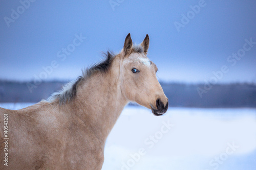 Portrait of palomino horse on winter background