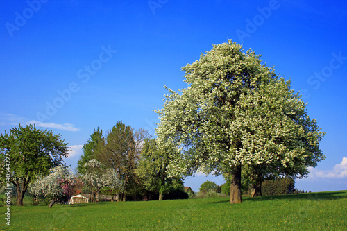 Frühlingslandschaft mit blühenden Bäumen