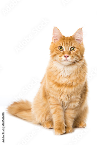 Fototapeta Naklejka Na Ścianę i Meble -  Maine Coon Kater