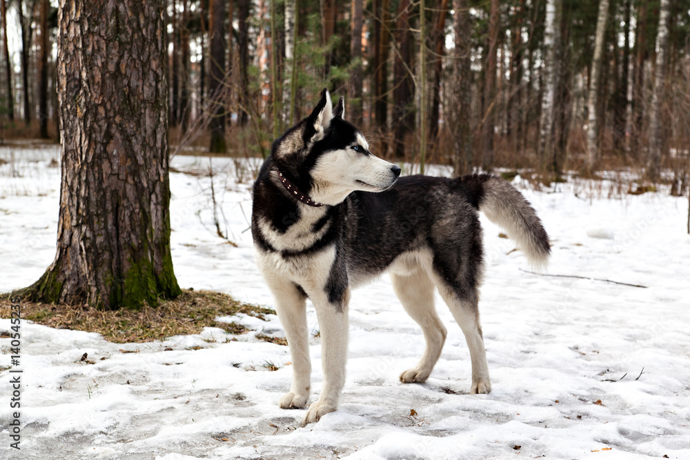 Dog breed Siberian Husky is on the snow in the forest