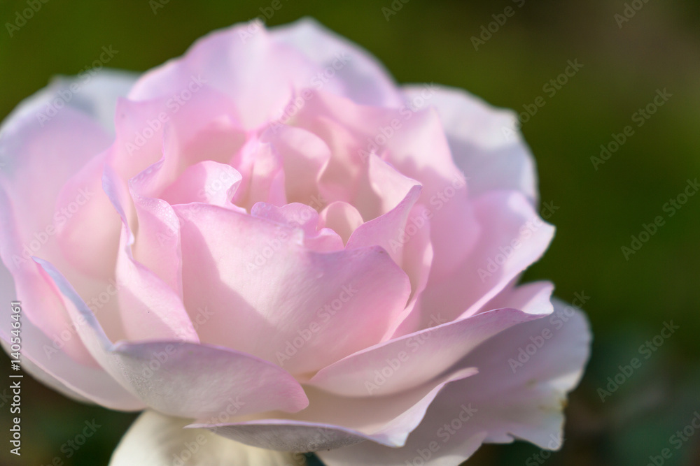 Macro shot of an English rose. Nature shot of a bright pink rose in the evening light Macro shot of an English rose. Nature shot of a bright pink rose in the evening light