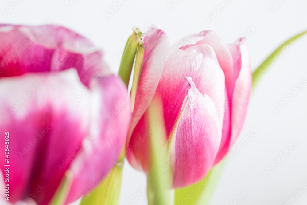 Beautiful two colored tulips close up on white background Beautiful two colored tulips close up on white background