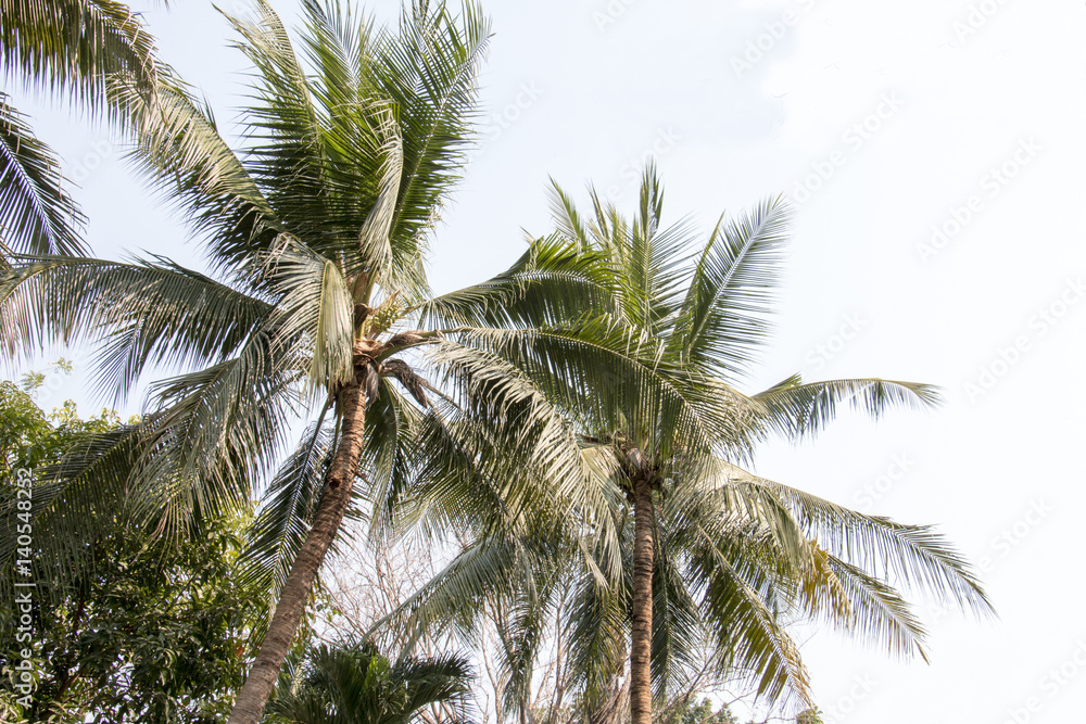 group of coconut and blue sky ,coconut make dessert and food group of coconut and blue sky ,coconut make dessert and food