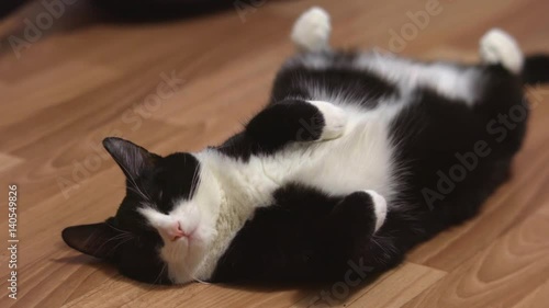 Funny cat resting after play. Lying on its back its legs in the air with dreaming eyes. And thinks about something tasty.