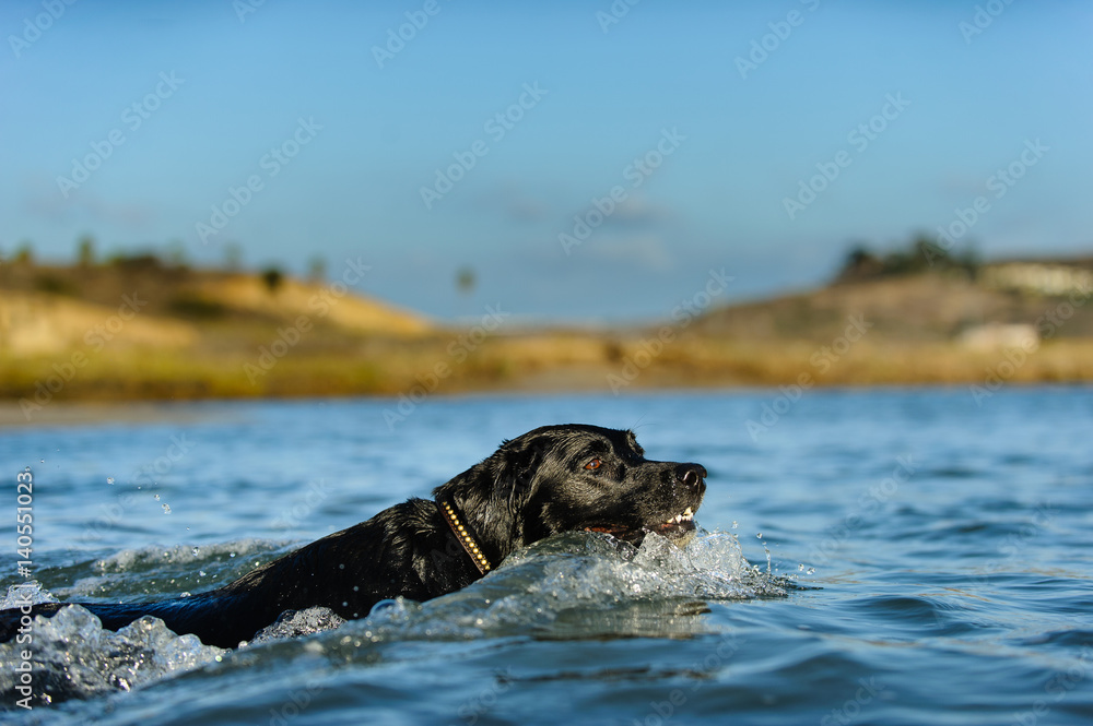 Fototapeta premium Black Labrador Retriever swimming in lagoon