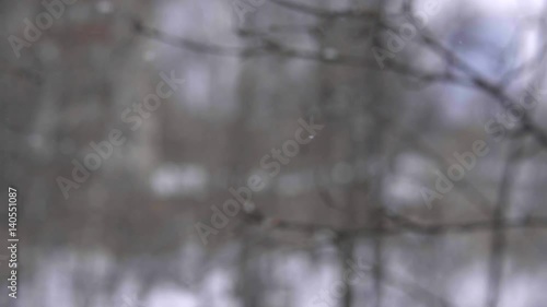 A branch of rowan on a blurred background in the snow.