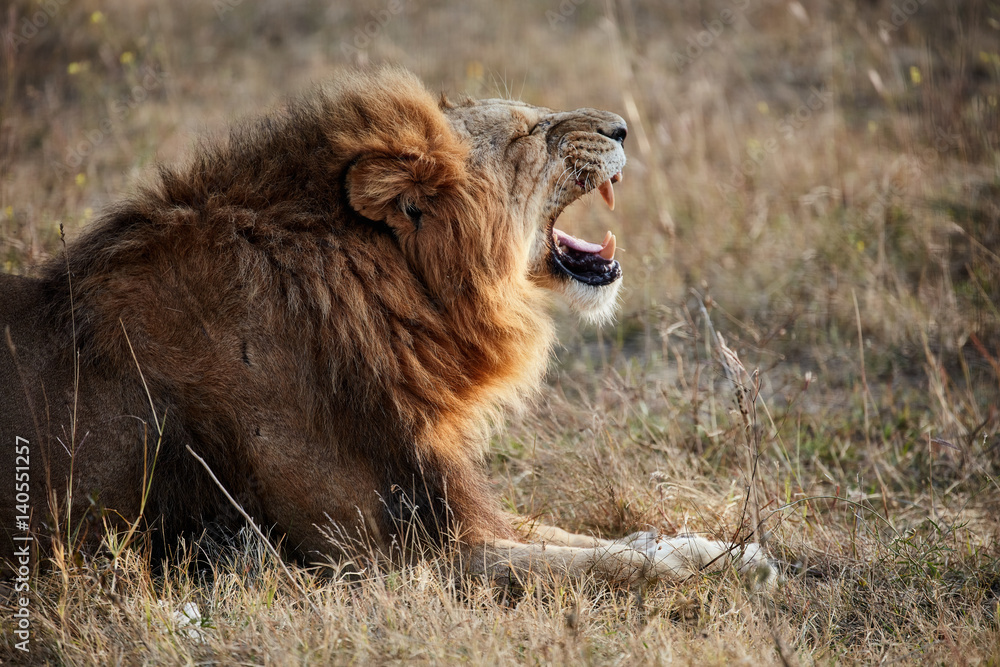 Naklejka premium Beautiful Lion in savanna. lion's roar